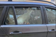 Porodica zaustavljena u Austriji, putovali iz Hrvatske za Berlin sa malim jagnjetom