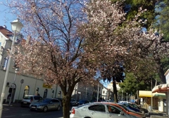 Prvi behar na jugu Srpske: Džanarika najavila proljeće