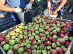Domaća jabuka ostaje kod nas