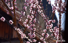 Zbog klimatskih promjena proljeće počinje ranije