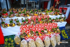 Običaji za Badnje jutro: U kuću uz badnjak TREBA UNIJETI grančicu ovog drveta za ZDRAVU GODINU punu napretka