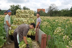 Berba duvana na poljima u Semberiji i Posavini: Podbacili i kvalitet i rod