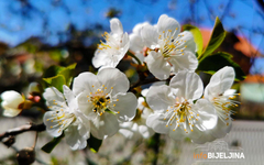 Visoke temperature štete voću