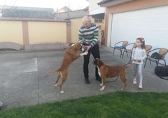 Spojio hobi i posao: Bijeljinac decenijama druguje s njemačkim bokserima i visokoletačima