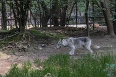 Žena u teškom stanju nakon napada vukova u zoološkom vrtu "Toiri"