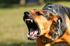 Novi napad psa u Banjaluci: Ženu ugrizao "pitbull"