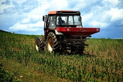 Spas u posljednji čas: Žitarice u Srpskoj dočekale kišu