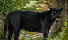 PANTER ZABORAVLJEN: Građani u strahu zbog "trkačice" Joje, na Zlatiboru medvjed pod policijskom pratnjom (VIDEO)