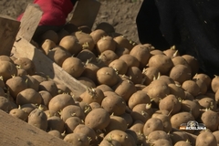 Spriječena šteta: Zabranjen uvoz 19 tona zaraženog krompira u Srpsku