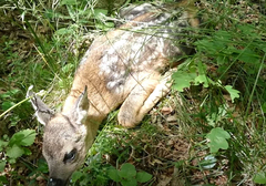 "Da je ostalo još malo u vodi, sigurno bi uginulo" Ribolovci SPASLI PROMRZLO LANE iz Zvorničkog jezera 