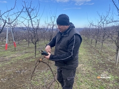Voćari na Majevici očekuju dobar rod, ali im nedostaje radnika: Dnevnice od 110 maraka pa naviše (FOTO)