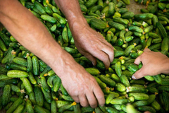 Njemačka firma obustavlja ugovorenu proizvodnju kornišona u BiH