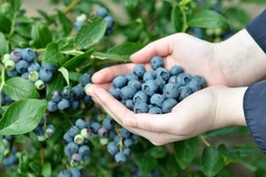 Uzgoj borovnice sve popularniji u Srpskoj: Ljekovitost i cijena šire proizvodnju plavog zlata