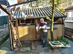 PREVRTAČI IZ NUŠIĆEVE Bijeljinac od djetinjstva gaji ljubav prema golubovima (FOTO)