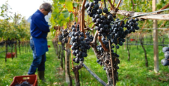 Berba grožđa širom Srpske u punom jeku