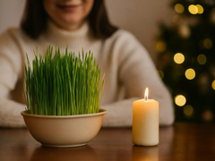 Posadite božićnu pšenicu baš na taj dan – bujaće raskošno i privući sreću u dom