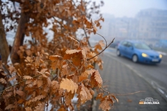 Šta uraditi sa badnjakom nakon Božića