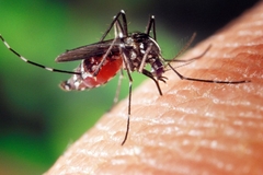 Sakupljen 21 uzorak komaraca prenosnika bolesti