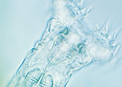 Naučnici "probudili" životinju nakon 24.000 godina: Kada su je nahranili, otpočela je i razmnožavanje