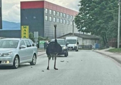 Nakon medvjeda u Sarajevu, i noj prošetao ulicama Gračanice (VIDEO)