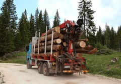 Pogledajte koliko u Srpskoj TRUNE KUBIKA POSJEČENOG DRVETA, a evo šta na to kažu u „Šumama“