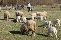 Fenomen u Mašićima kod Gradiške: Ovce Mileta Dimića ojanjile dvojke i trojke (FOTO)