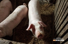 Afrička kuga svinja potvrđena na 64 imanja: Nova žarišta u Velinom Selu i Donjem Žabaru