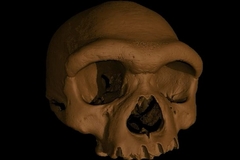 Otkriće Čovjeka zmaja mijenja priču o ljudskoj evoluciji