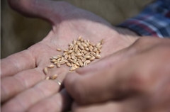 Ukrajinsko žito (ne) vraća u rikverc cijene hrane