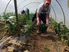 POSKUPLJENJA repromaterijala i NELOJALNA konkurencija ugrožavaju domaće povrtare