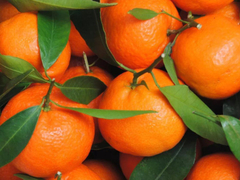 Koliko mandarina je previše za organizam?