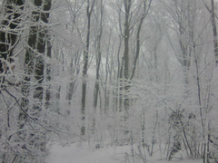 Banjalučanin pronašao djecu u šumi: Brat (12) i sestra (8) kilometrima lutali