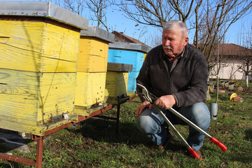 Fenomen prirode: Pčele rade u januaru