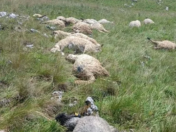 Tragedija u BiH: Grom usmrtio više od 50 grla stoke za samo dva dana