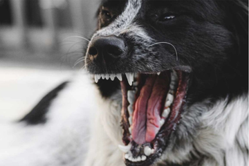 Drama u veterinarskoj ordinaciji: Pas ugrizao muškarca za vrat