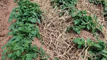 KROMPIR STRADAO, ŠLJIVA DESETKOVANA: Niske temperature ostavile štetu na usjevima i u voćnjacima u Srpskoj