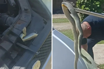 Ogromna zmija se uvukla ispod haube auta