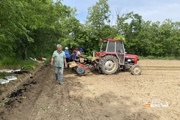 Semberija natopljena vodom, rasad propada: Kiša zaustavila sadnju duvana, sezona na ivici propasti