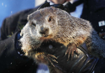Slavni mrmot koji prognozira vrijeme izašao iz jazbine i ugledao svoju sjenu: Šta to znači?