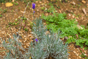 Vjekovima se koristi kao amajlija: Ovu biljku morate unijeti u svoj dom