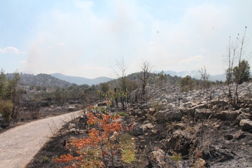 Vatra se proširila na planini Žaba u neumskom zaleđu