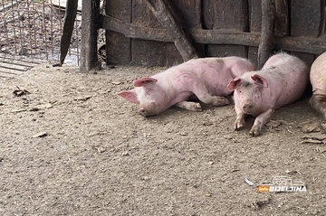Tri nova žarišta afričke kuge svinja kod Vukovara – potvrđen nastavak širenja virusa
