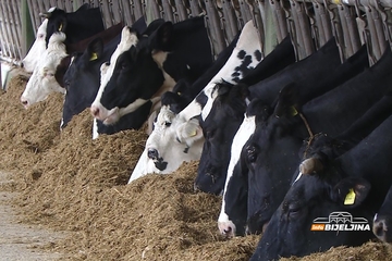 Panika u Hrvatskoj: Potvrđen antraks nakon masovnog pomora krava