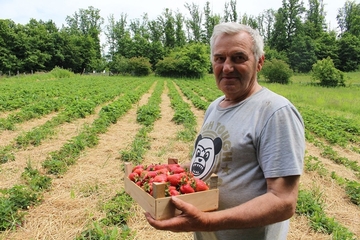 Ilija jedini ima dobar rod jagoda: Na obroncima Kozare bere dvije tone slatkih plodova