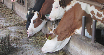 Roboti nadoknađuju radnu snagu u štali