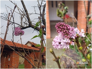 Usred jeseni: Procvjetao jorgovan u Bijeljini (FOTO)