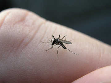 Zaboravite sprejeve i spirale: Dva jeftina trika protiv komaraca koja zaista djeluju