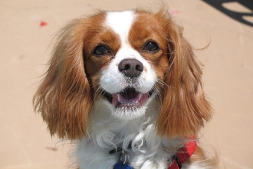 Pas naručio porno kanal na TV-u