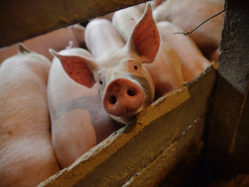 Strah od afričke kuge svinja u Srpskoj: Farmeri strepe zbog ilegalnog uvoza