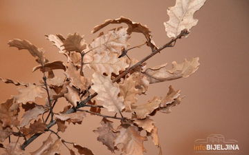 Mnogi prave veliku grešku: Evo šta se radi sa BADNJAKOM poslije Božića